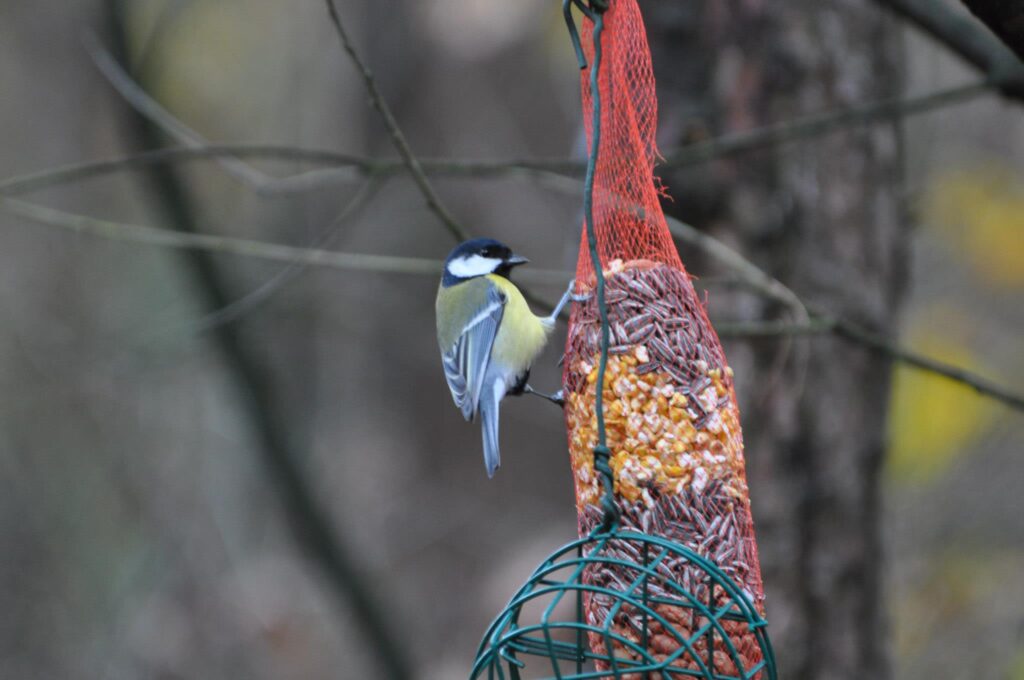 Koolmeesje hangt aan een zakje nootjes bij Boshuisje De Alseiden