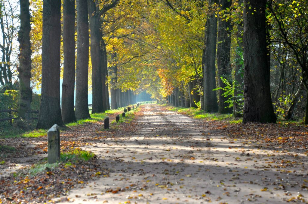 Mooie laan van bomen in de buurt van Boshuis De Alseiden