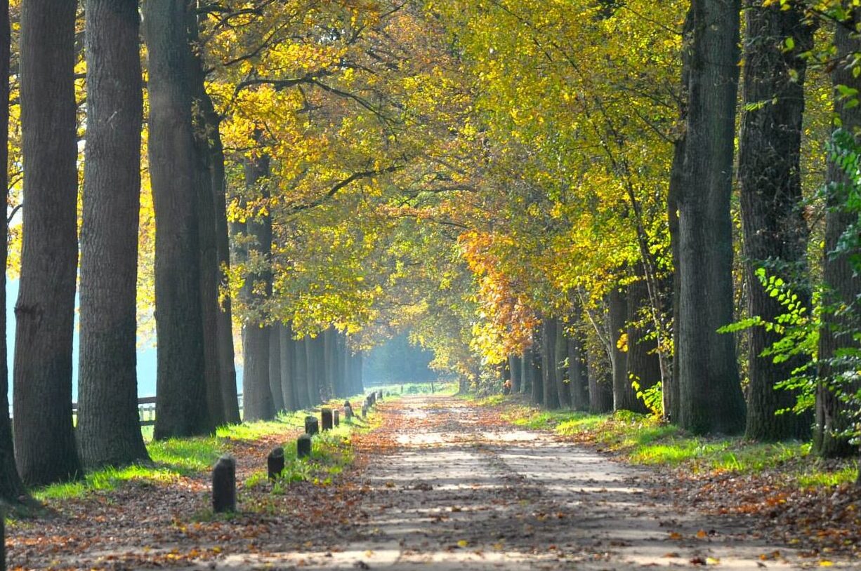 Een mooie laan van bomen