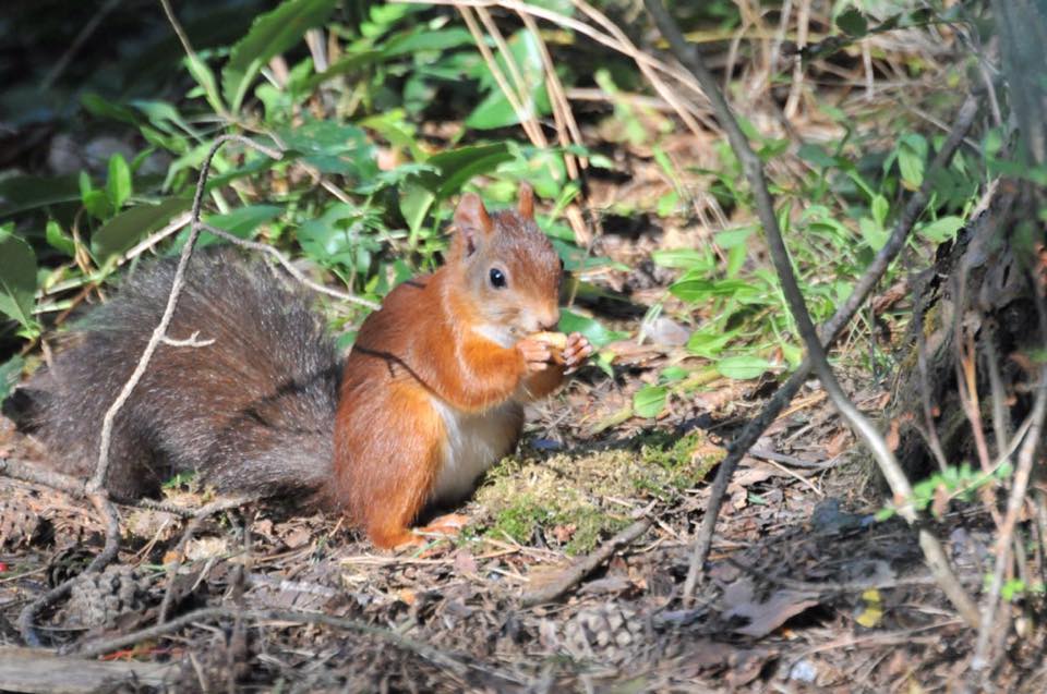 Een eekhoorntje eet een nootje in het bos