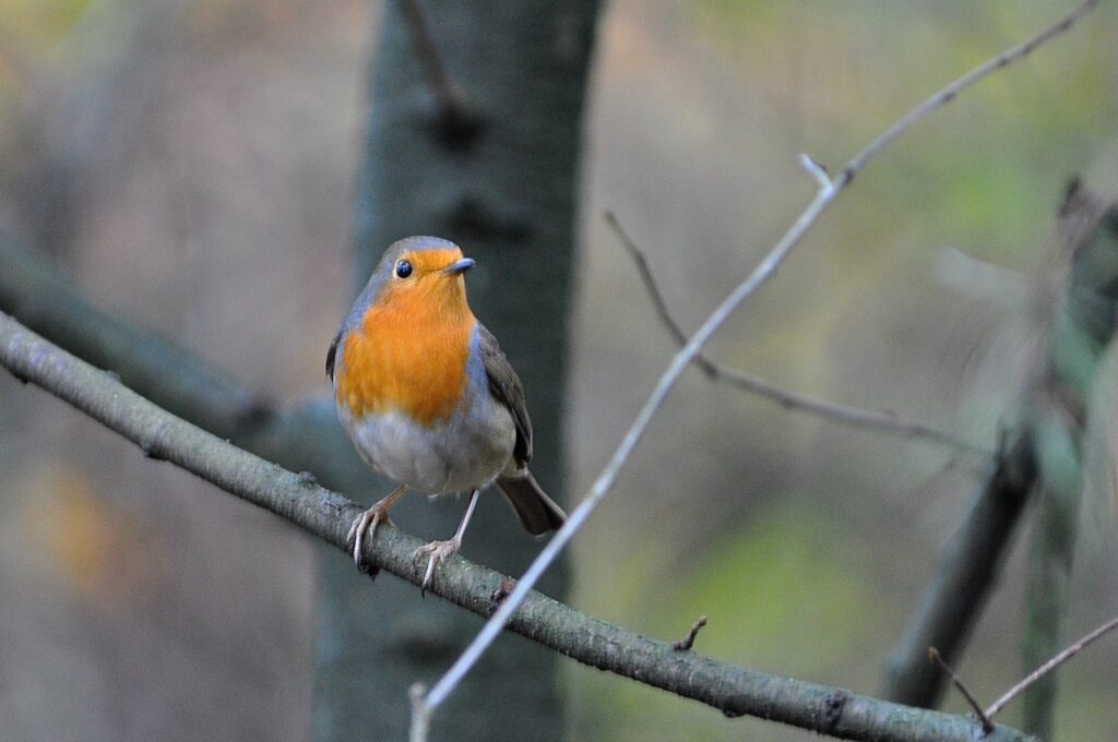 Roodborstje dat op een takje zit in de buurt van Boshuis De Alseiden