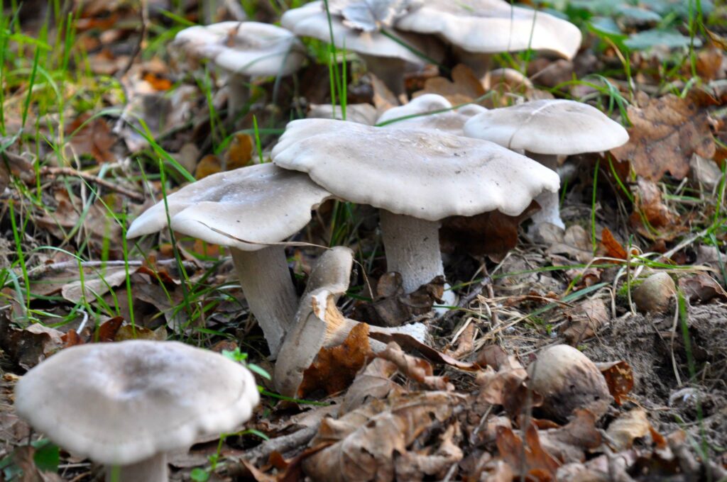 Zwammen in het bos bij Boshuisje De Alseiden