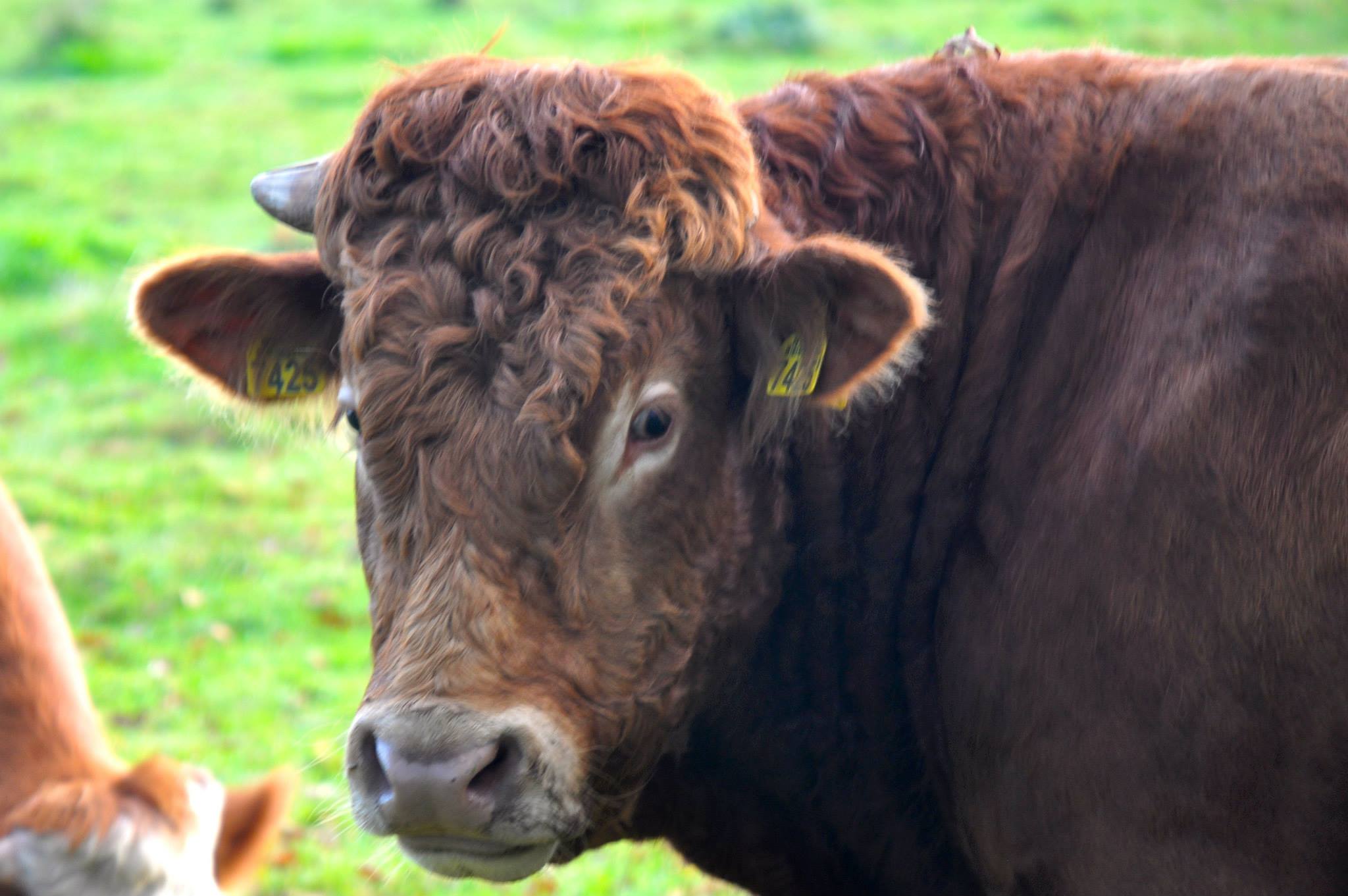 Os bij Boshuisje De Alseiden